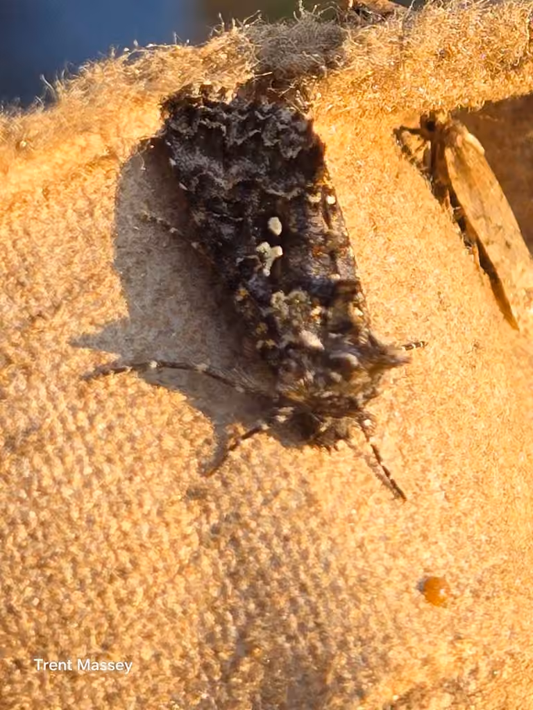 Abstruse False Looper Moth, Female