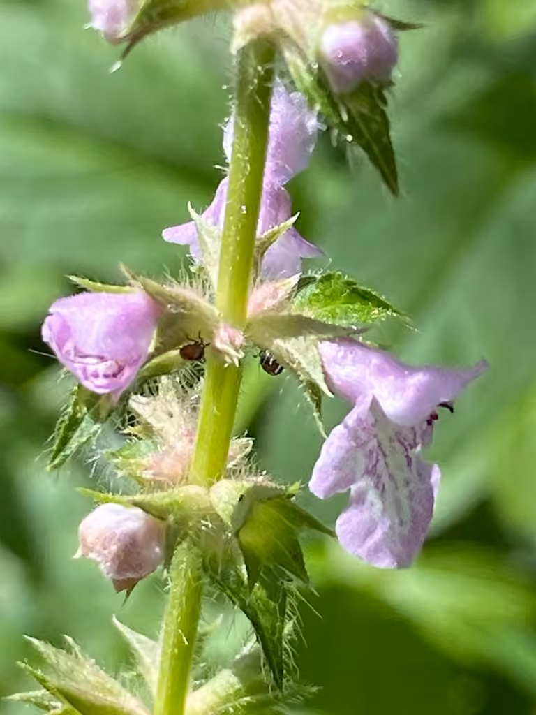 Épiaire hispide, En fruits
