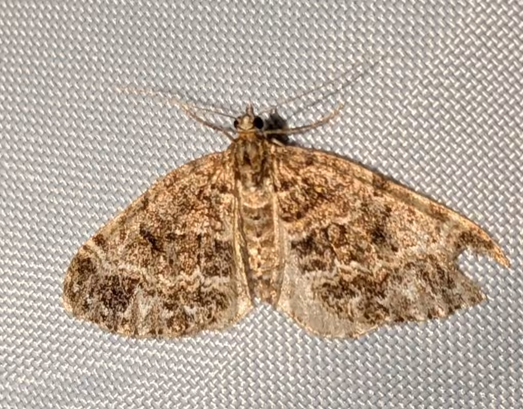 Grand Rivulet Moth, photo 1 of 5