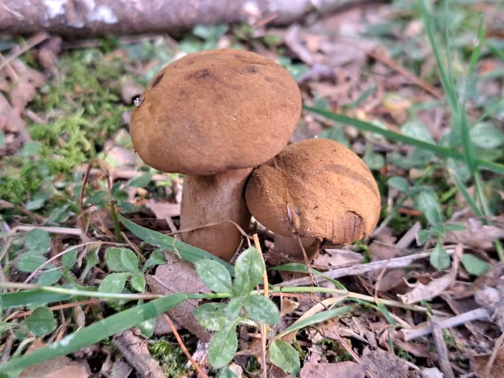 Cyanoboletus cyaneitinctus, photo 2 sur 5
