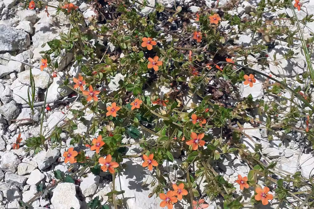 Mouron rouge, En fleurs