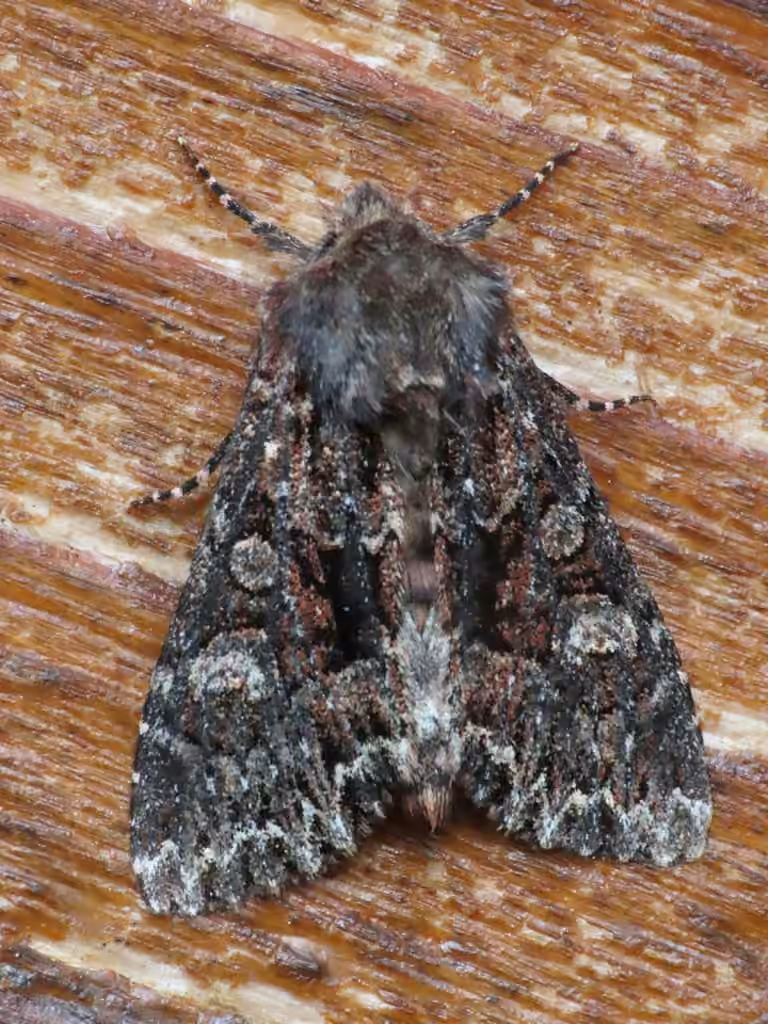 Red-tinted Sallow, photo 3 sur 5