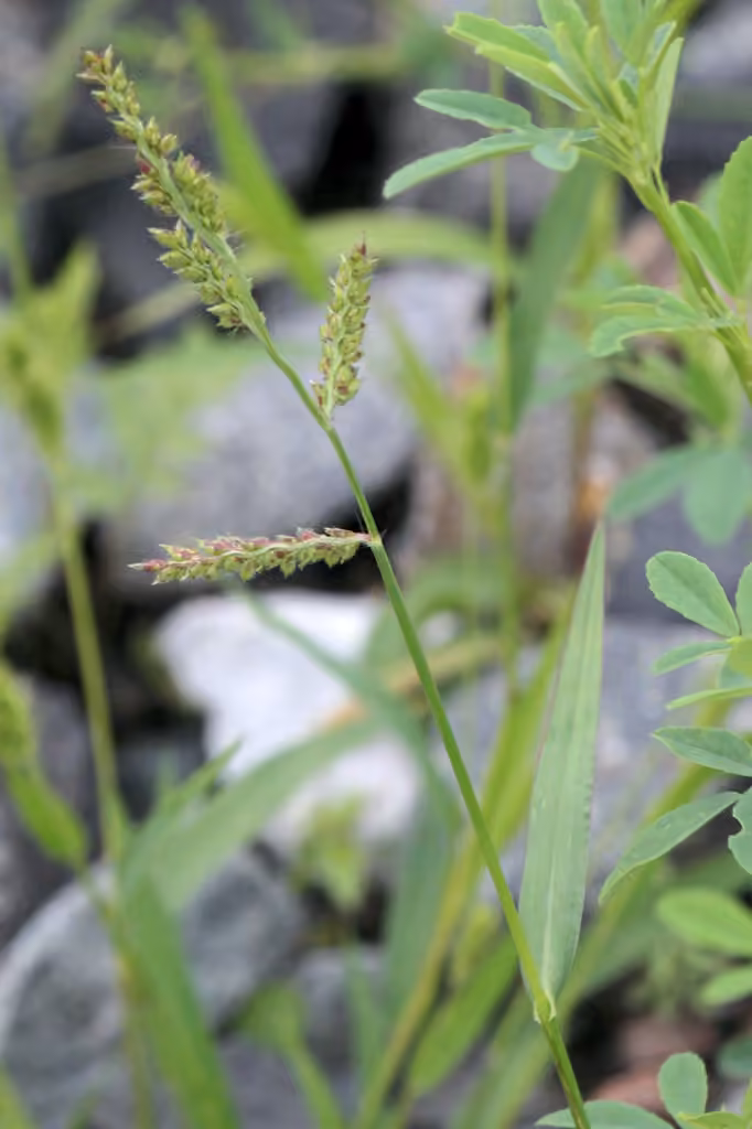 Cockspur, Flower buds