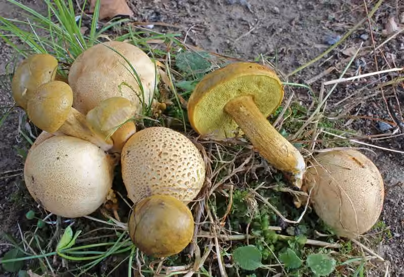 Parasitic Bolete, photo 1 of 5
