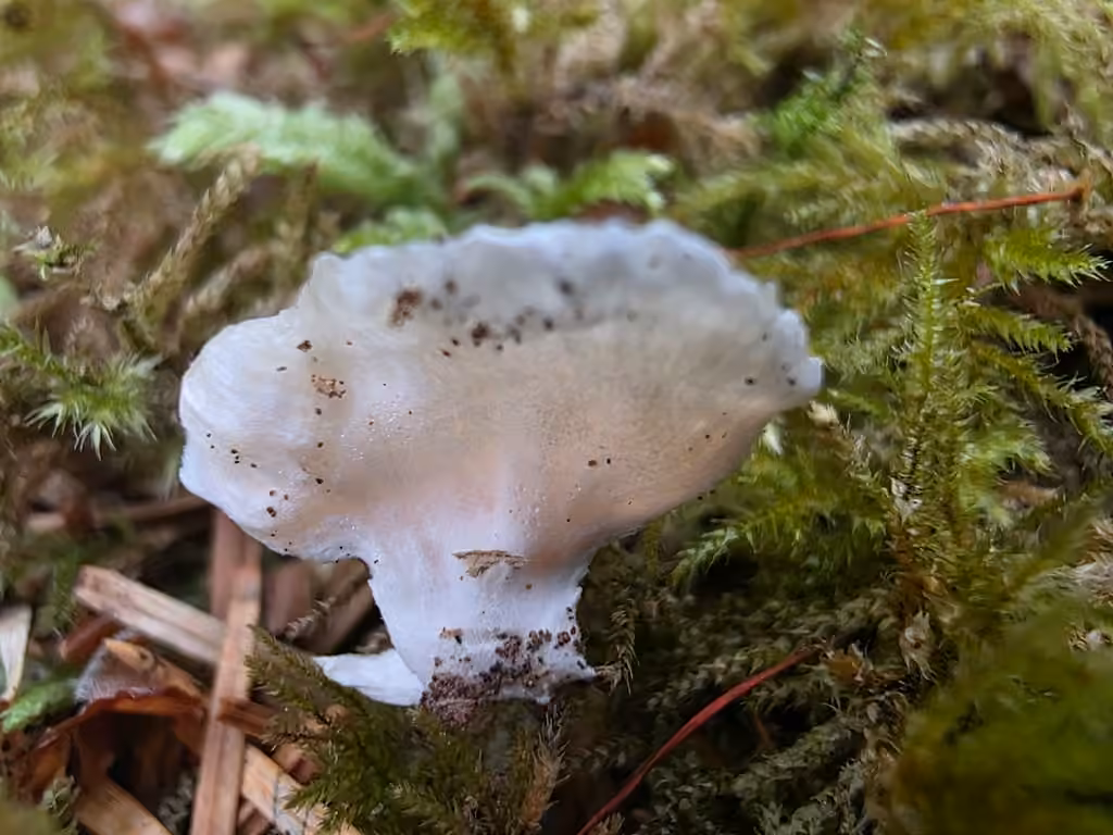 Small Moss Oysterling, photo 3 of 5