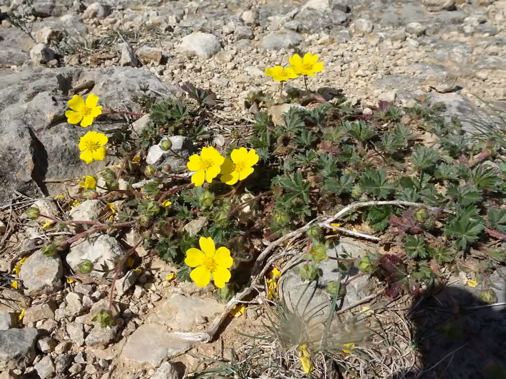 Potentille de printemps, photo 1 sur 5
