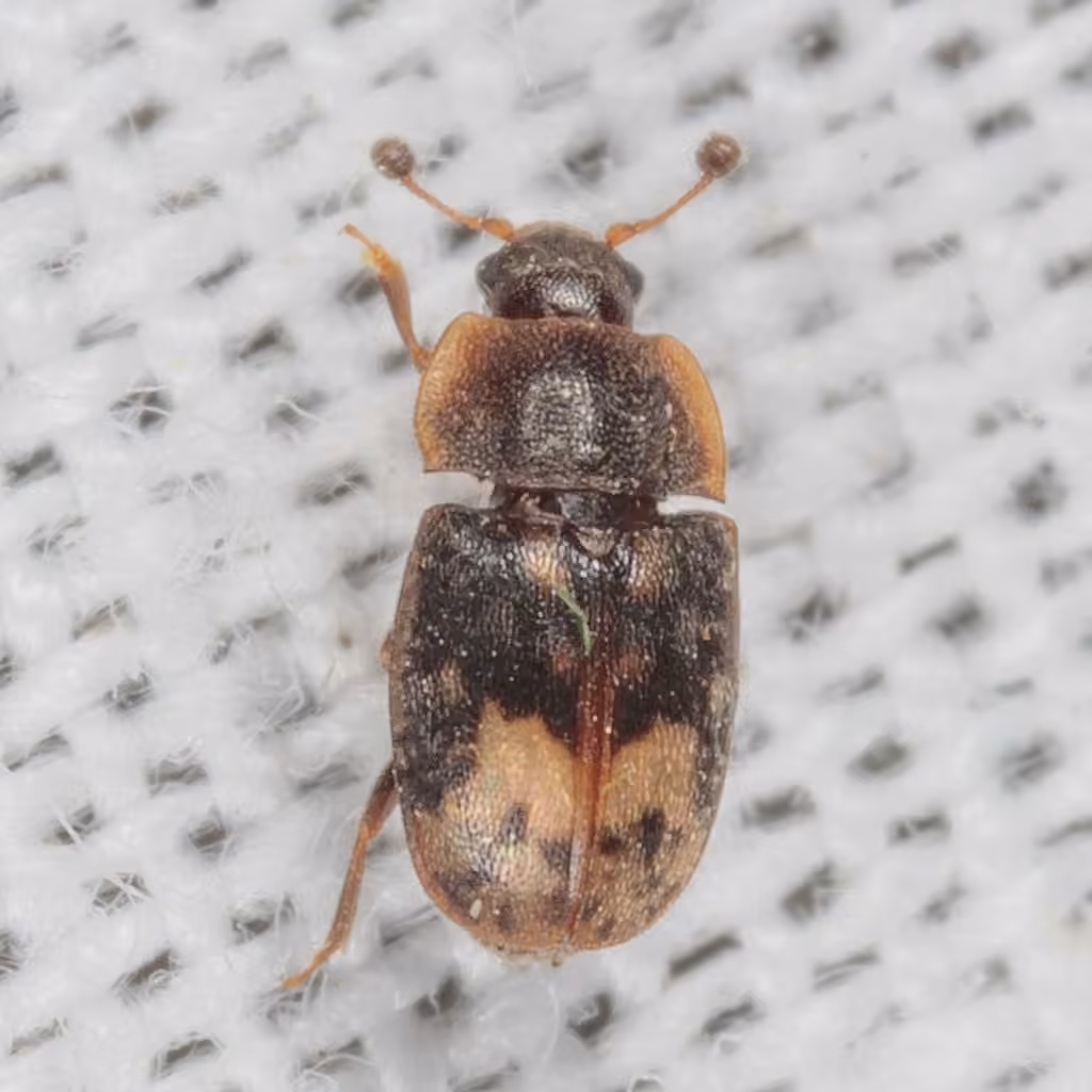 Northern Sap Beetle, photo 3 of 5