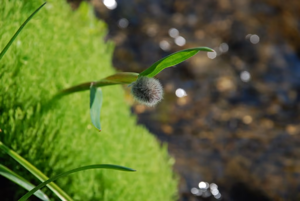 Alpine foxtail, Flower buds