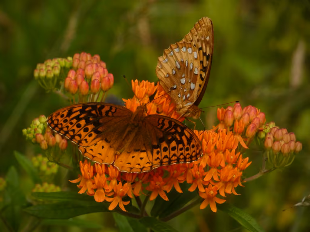 Argynne Cybèle