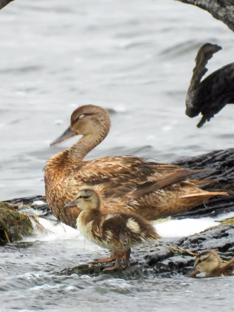 Canard chipeau, Juvénile