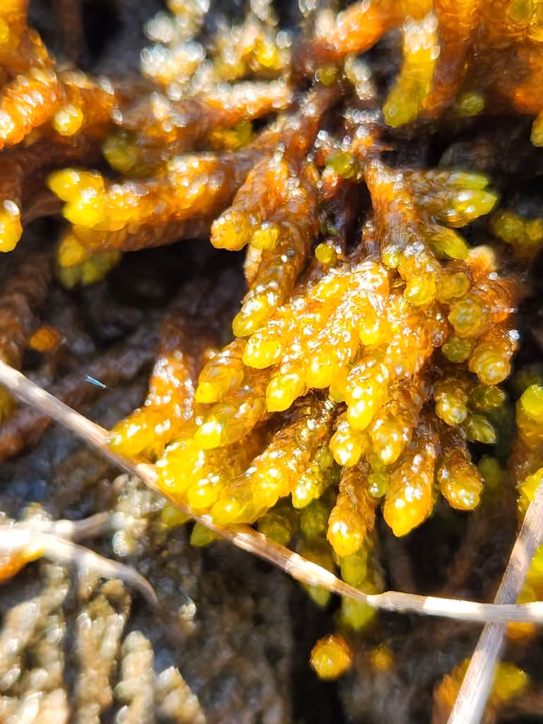 Pseudocalliergon turgescent, photo 2 sur 5