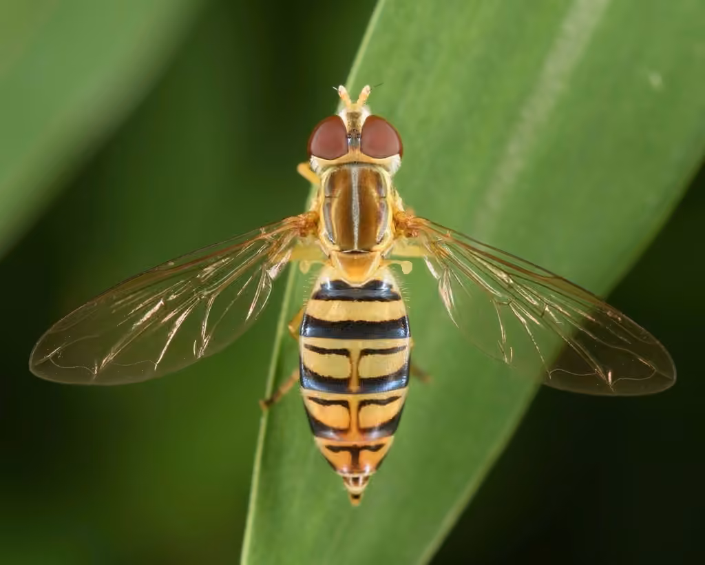 Maize Calligrapher, Female