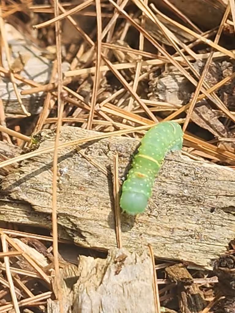 Chenille à lignes jaunes, Chenille