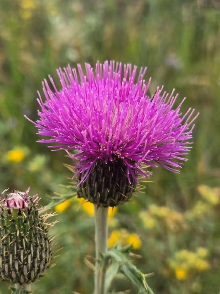 Flodman's thistle, In flower