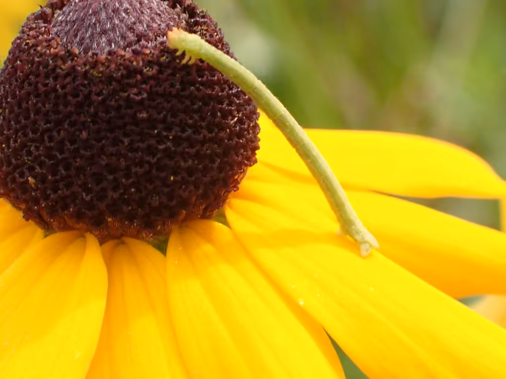 Blackberry Looper Moth, Caterpillar