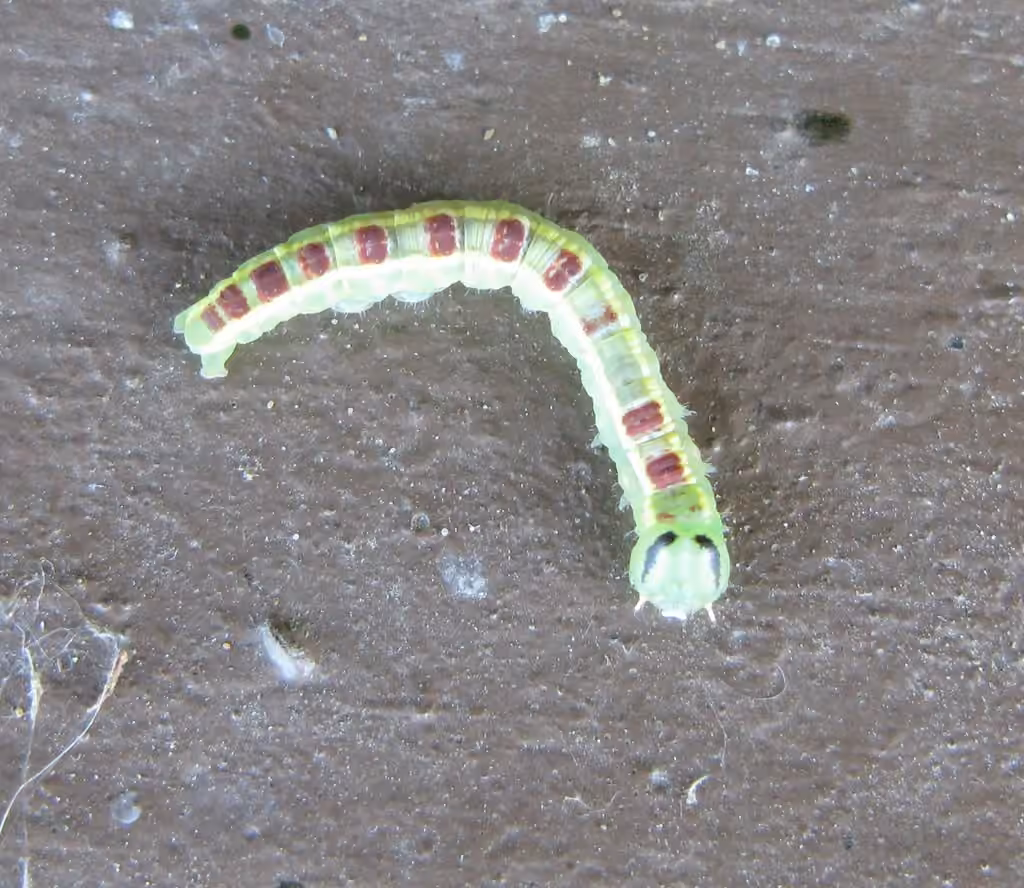 Common Gluphisia Moth, Caterpillar