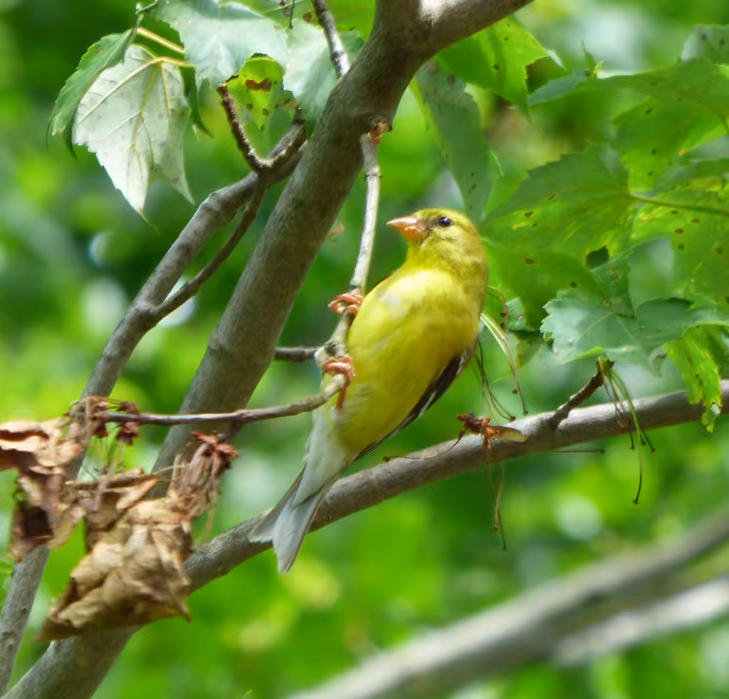Chardonneret jaune, Femelle