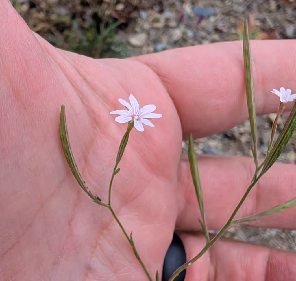 Tall annual willowherb, In fruit