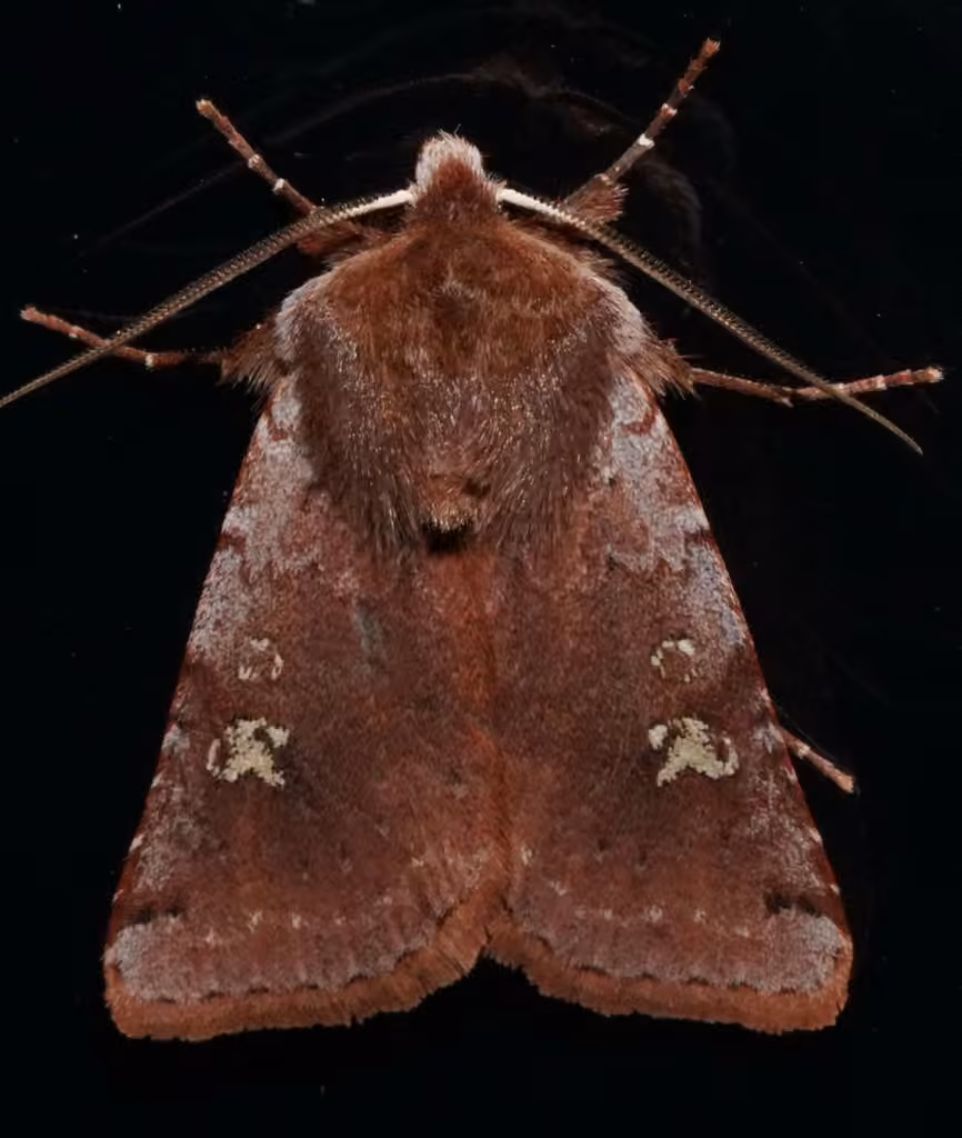 Fish's Dart, Adult