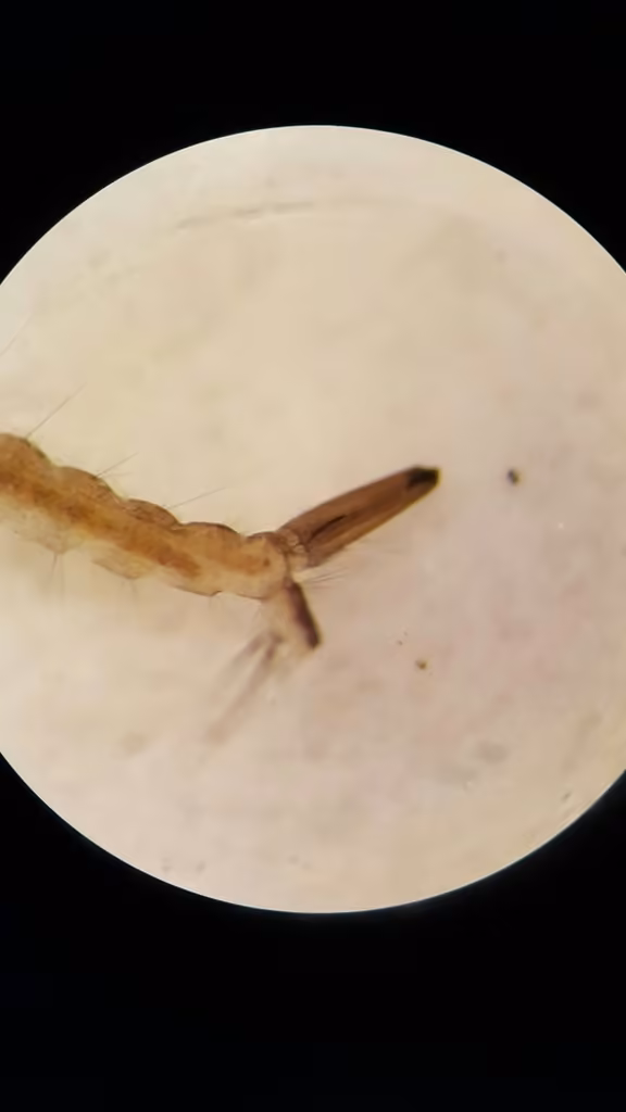 Moustique du Canada