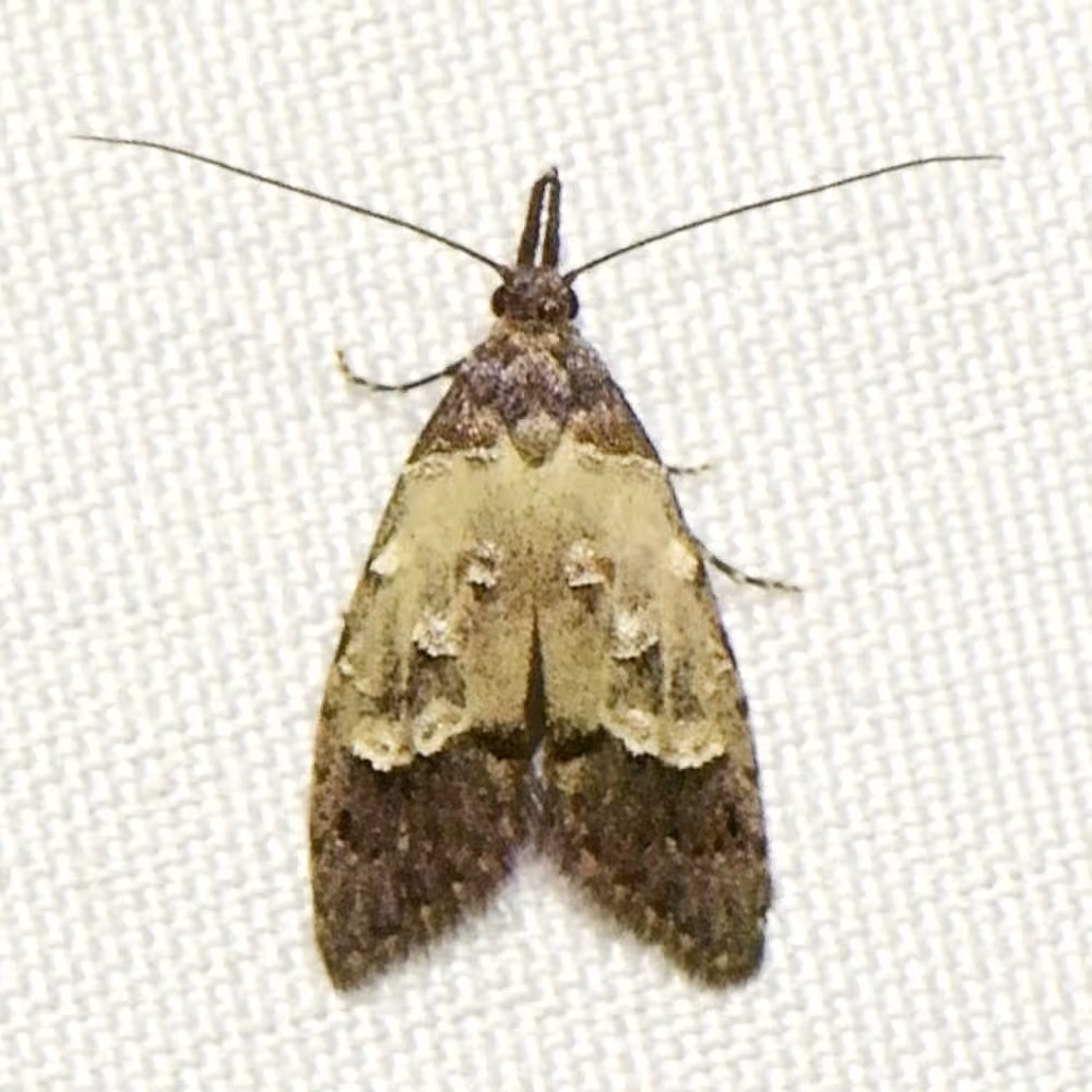 Prune Limb Borer, photo 3 sur 5