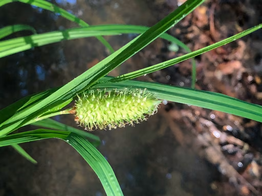 Carex massette, En fleurs