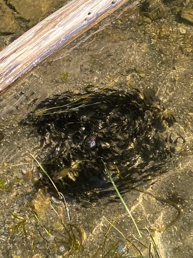Barbotte brune, Juvénile