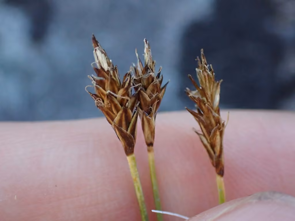 Spike sedge, In fruit