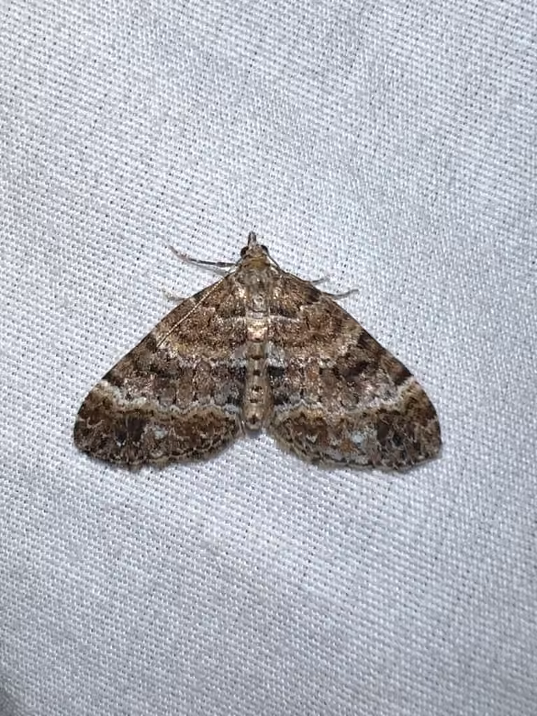Grand Rivulet Moth, Adult