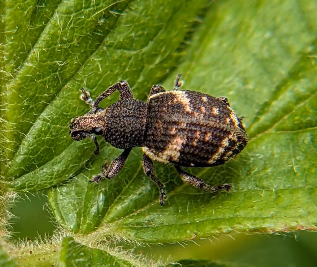 Lily of the valley weevil, Adult