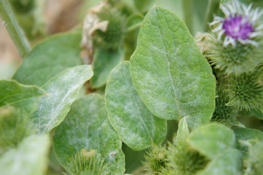 Burdock Mildew, photo 1 sur 5