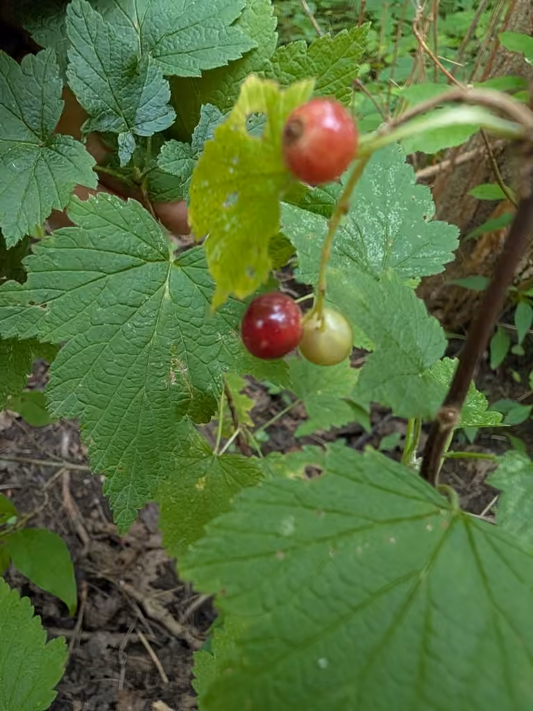 Gadellier d'Amérique, En fruits