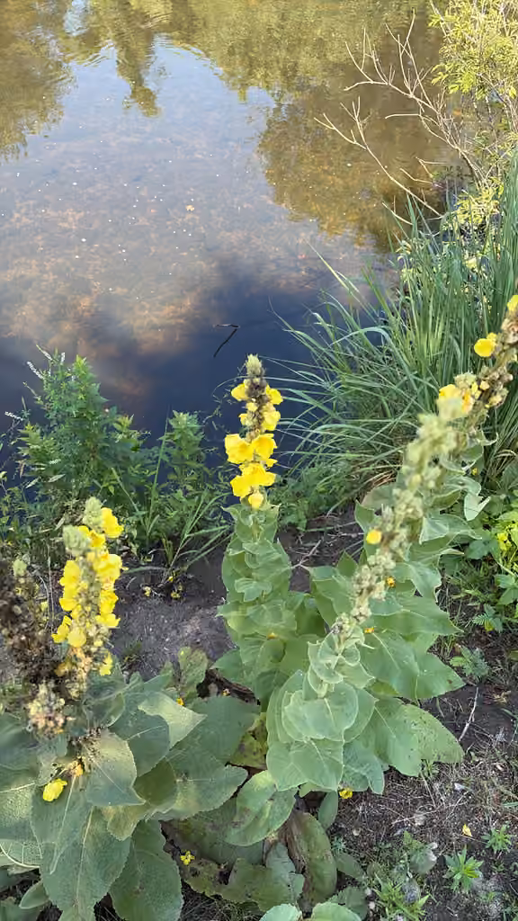 Molène faux-phlomis, En fleurs