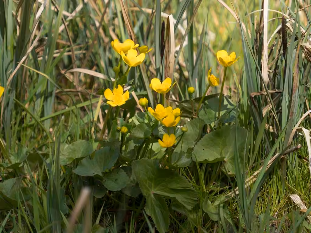 Yellow marsh marigold, Flower buds