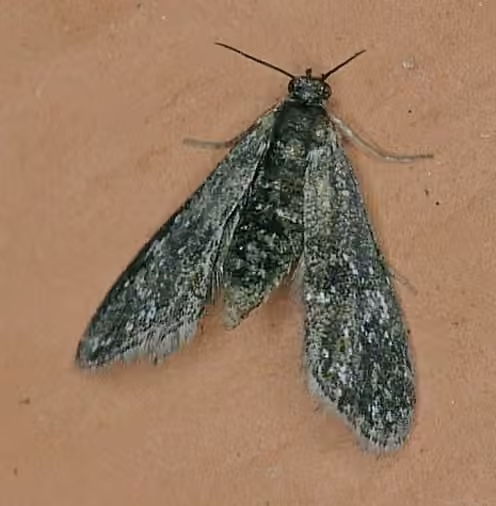 Black Duckweed Moth, Adulte