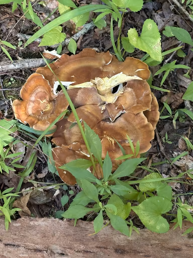 Polypore Craquelé, photo 2 sur 5