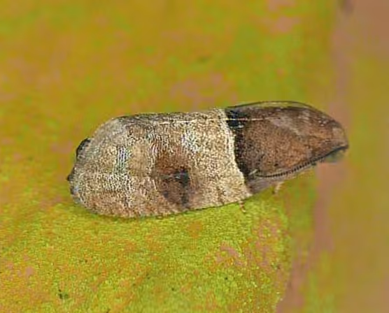 Dark-based Larisa Moth, photo 1 of 5