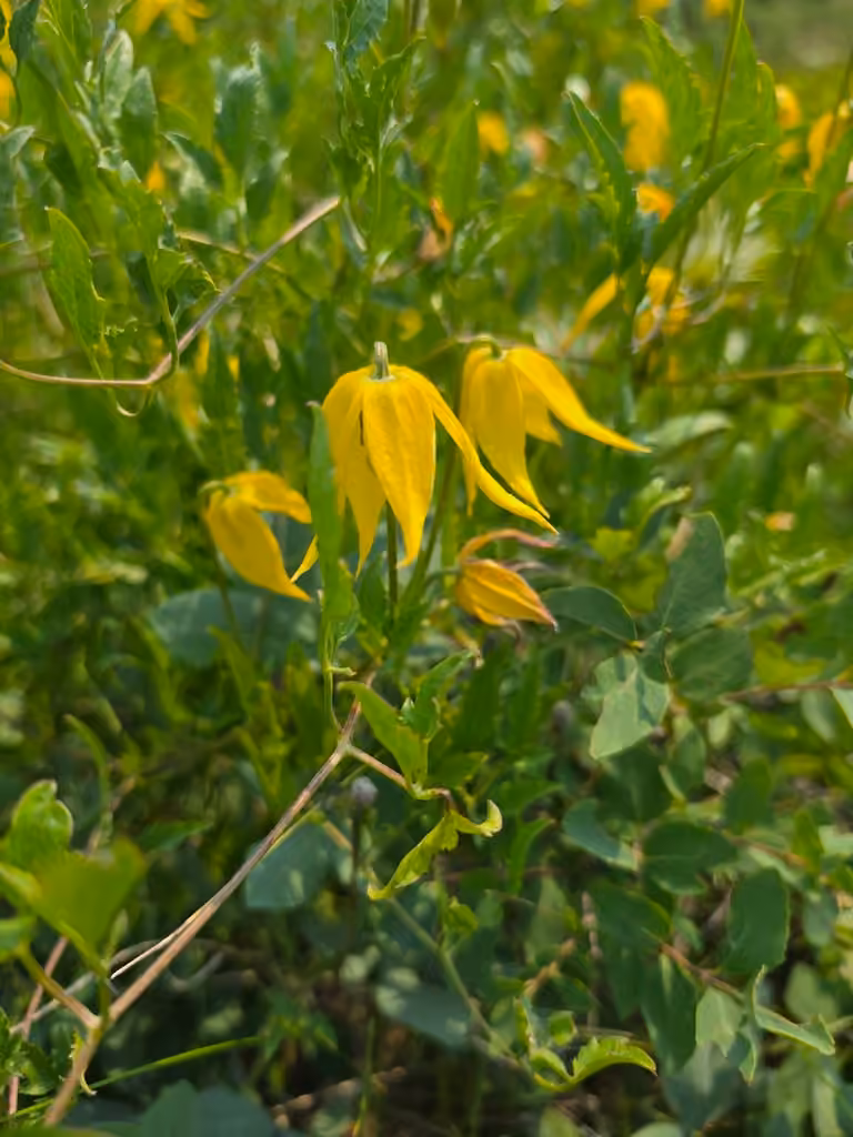 Orange-peel clematis, In fruit