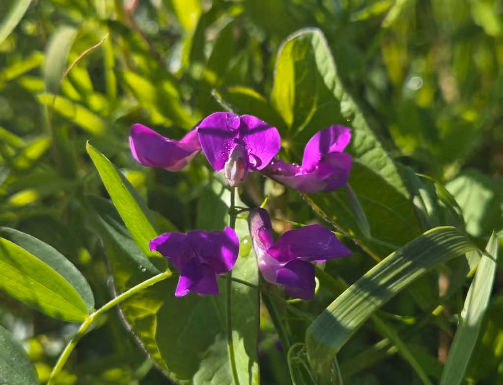 Gesse des marais, En fleurs