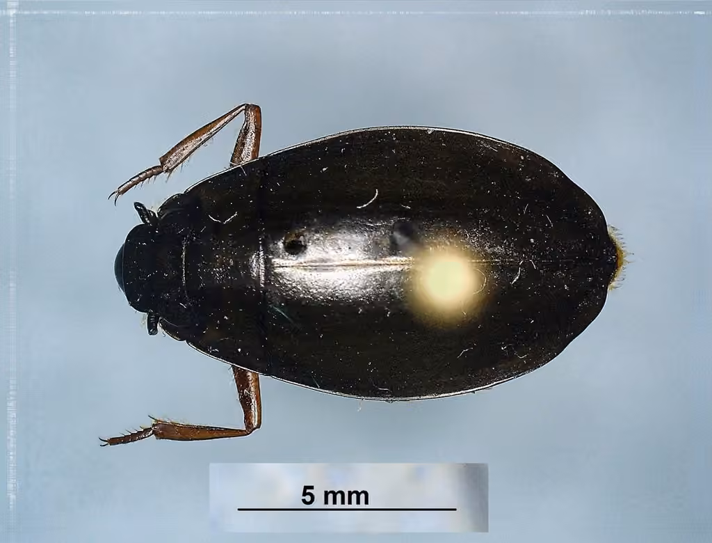 Variegated whirligig beetle, Female