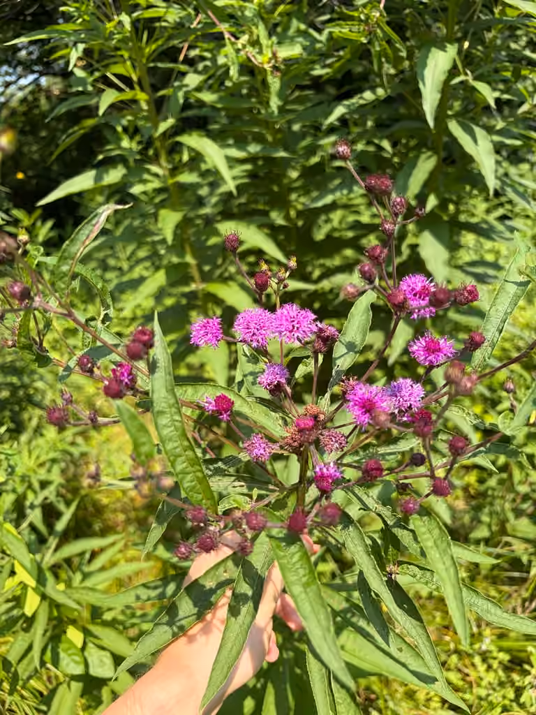 Vernonie de New York, En fleurs
