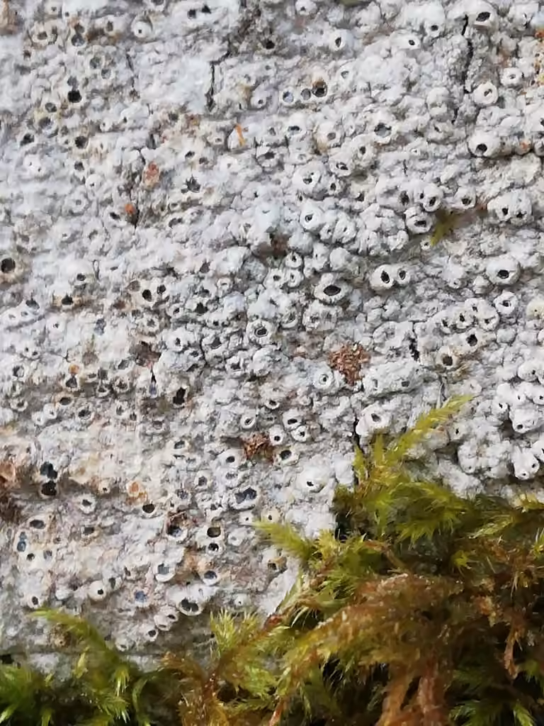 Thélotrème patelle, photo 3 sur 5
