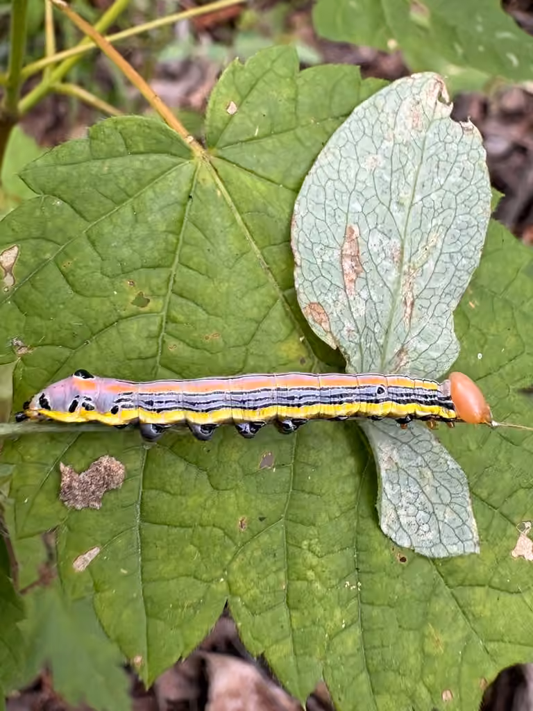 Black-spotted Prominent, Caterpillar