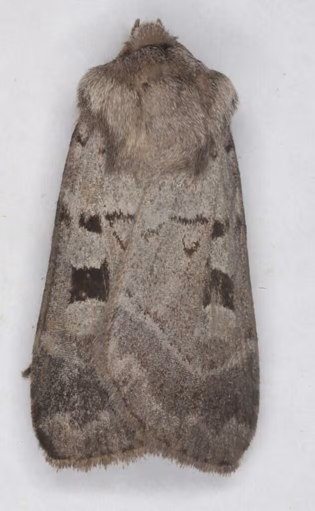 Soft Dart, Adulte
