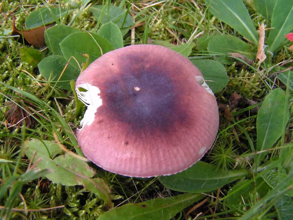 Russule de Marie, photo 2 sur 5