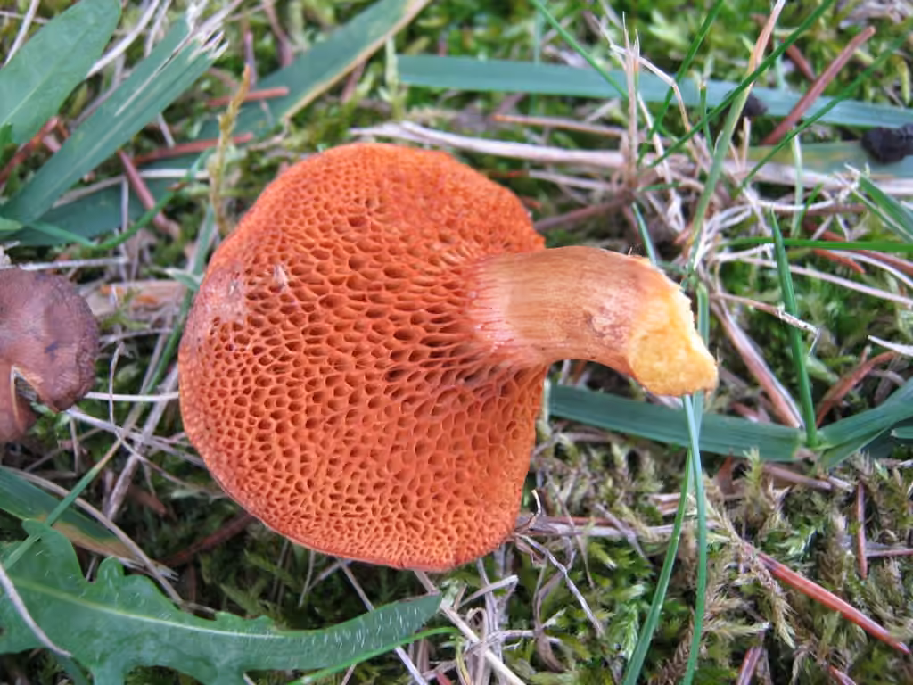 Purple-red Bolete, photo 3 of 5