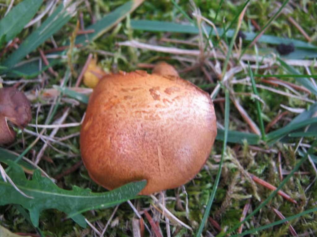 Purple-red Bolete, photo 2 of 5