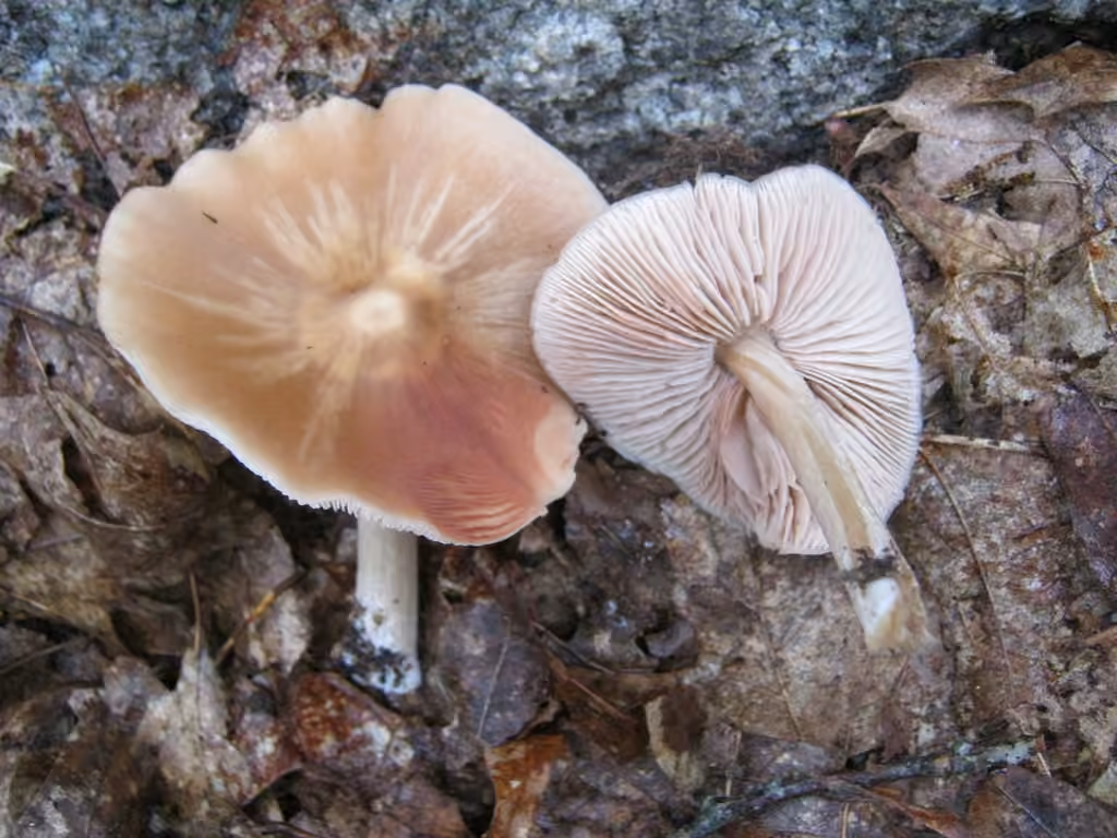 Entolome étroit, photo 3 sur 5