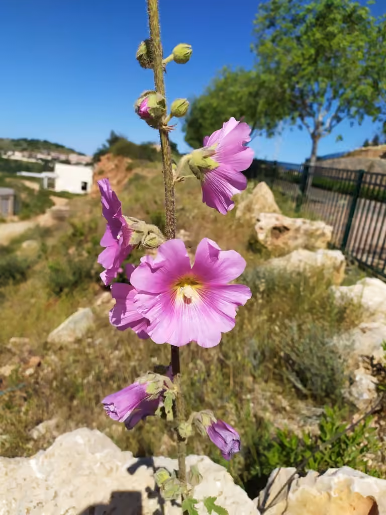 Bristly Hollyhock, photo 3 sur 5