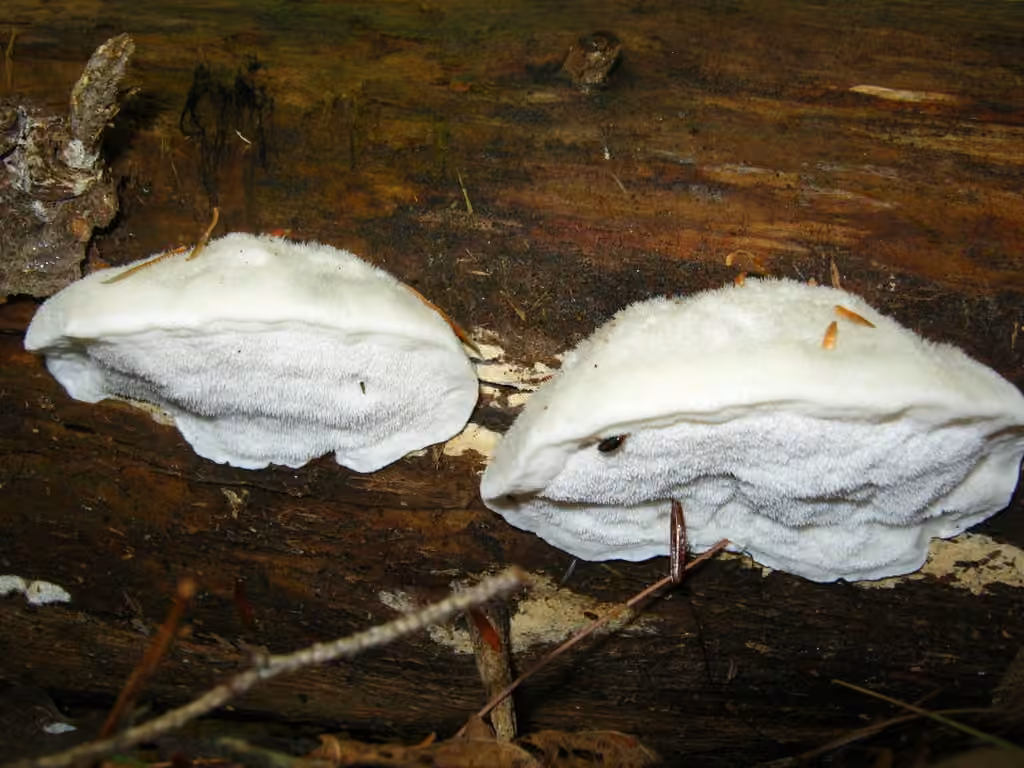 Polypore bleu gris